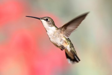Obraz na płótnie Canvas Ruby-throated Hummingbird In Flight