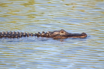 American Alligator (mississippiensis)