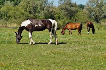 Horses on a farm in a summer meadow