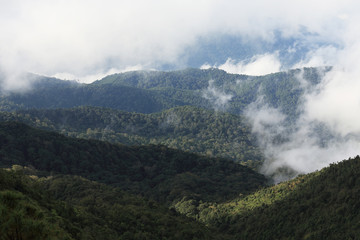 Fototapeta na wymiar jungle forest and mountain with mist