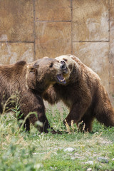 Obraz na płótnie Canvas Dominant grizzly bears