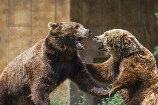 Dominant Grizzly Bears