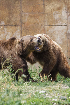 Dominant grizzly bears