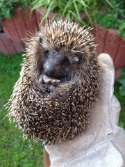 verletztes Igelbaby