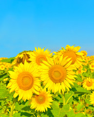 Fototapeta premium Sunflowers