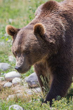 grizzly portrait