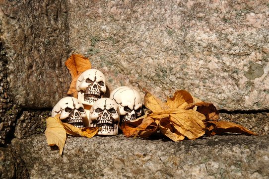 Skulls lying in the fallen leaves.