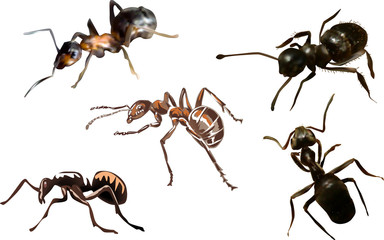 five dark ants on white