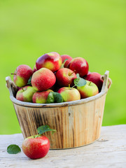 Apples - fresh picked apples in wooden basket