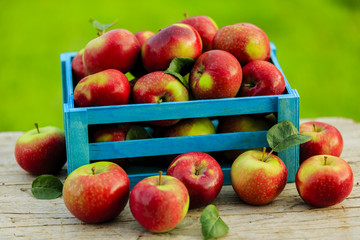 Apples - fresh picked apples in wooden box