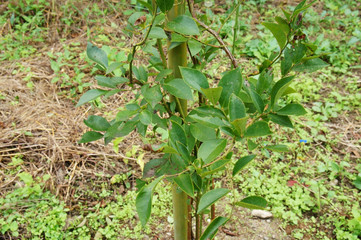 ブルーベリーの苗木