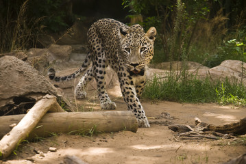 African Leopard (Panthera pardus)
