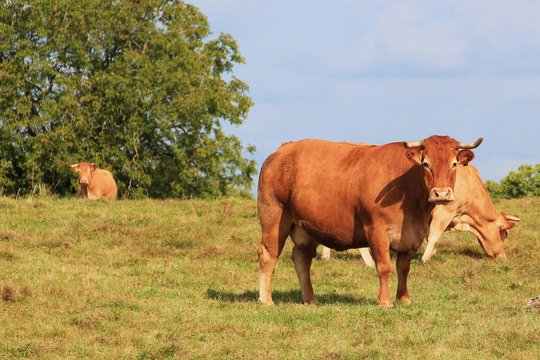 La race bovine.