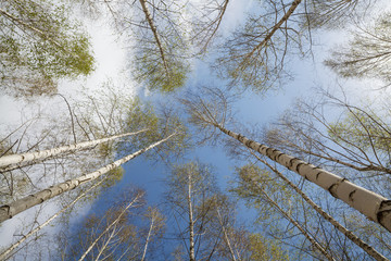 Forest landscape.