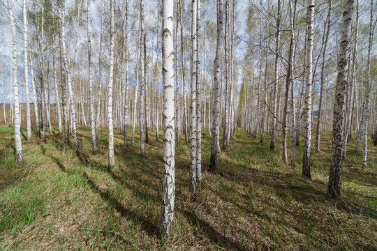 Forest landscape.