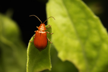 Orange Insect on the green leaf