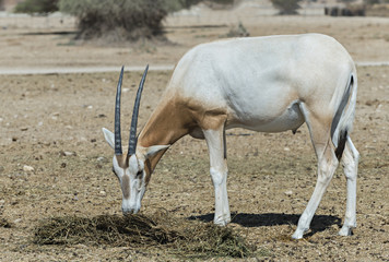 Baby of scimitar Oryx (Oryx leucoryx)