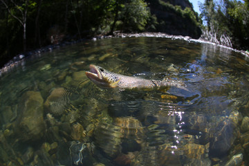 Closeup of fario trout being caught in river