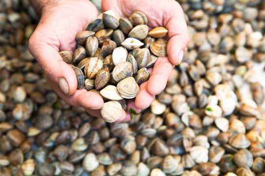 Hands Holding Clams At Fish Market.