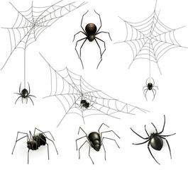 Spiders and spider web, vector set