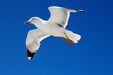 Flying Seagull