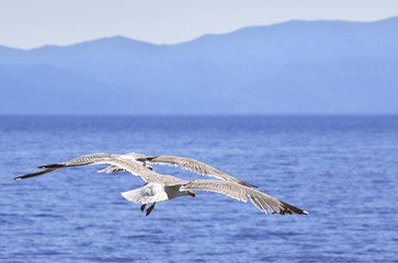 Yellow-legged gulls fly over the sea.