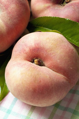 Weinbergpfirsich (Prunus persica) close up