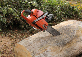 A Powerful Chain Saw Embedded in a Large Tree Log.