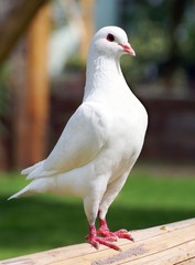 White pigeon - imperial-pigeon - ducula