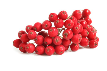Branch of ashberry