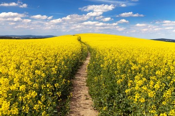 Field of rapeseed with rural road and beautiful cloud