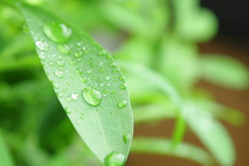 Green Foliage and rain drops