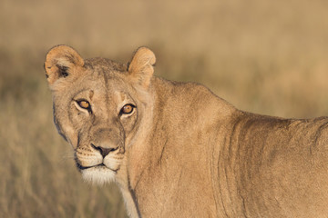 loness portrait
