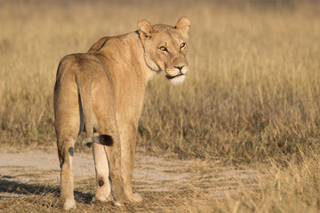 Fototapeta na wymiar standing lioness