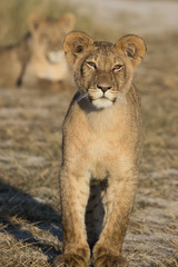 standing young lion