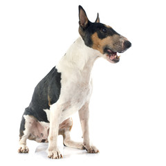 bull terrier