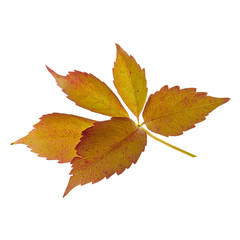 beautiful autumn woodbine leaf II
