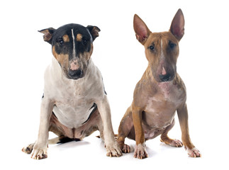 bull terrier