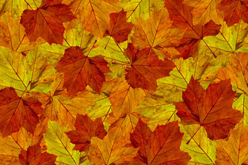 Naklejka na ściany i meble autumn maple leaves background platanus I