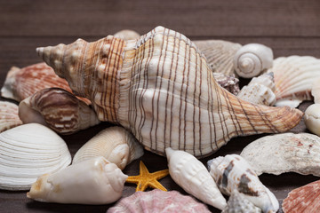 seashells over brown wooden background