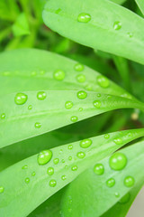 Green Foliage and rain drops