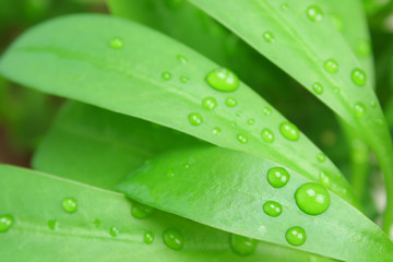 Green Foliage and rain drops