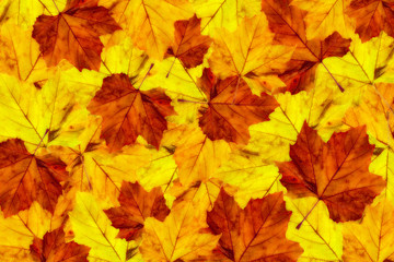 autumn maple leaves background  platanus III