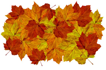 Naklejka na ściany i meble collection of autumnn maple leaves I