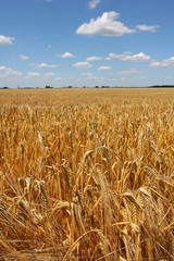Wheat field