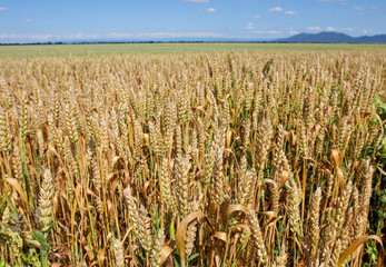 Wheat field