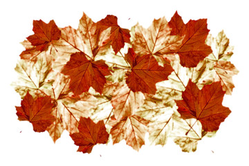 Naklejka na ściany i meble abstract arrangement of autumnn maple leaves