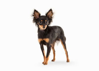 Russian toy terrier puppy on white background