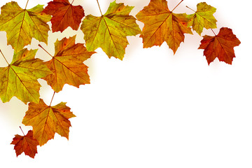 autumn maple leaves edging - platanus I