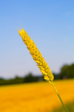 weizenhalm